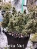 20211005-medic-grow-ez-8-review-double-grape.jpg