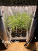 only1sky-medic-grow-fold-8-review-1.jpg