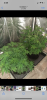 FCFE4265-DED8-4AF8-9FD8-7AAAE2273A98.png