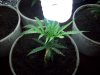grow 033.jpg
