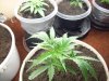 grow 034.jpg