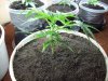 grow 035.jpg