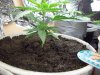 grow 036.jpg