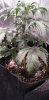 sad-plant2.jpg sad-plant2.jpg