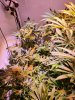 plant.jpg