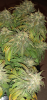 Screenshot_20210519-204609.png