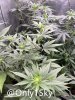 only1sky-medic-grow-fold-8-review-9.jpg