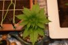 7- veg-4weeks.jpg