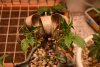 9- veg-5weeks.jpg