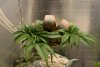 10-veg-10weeks.jpg
