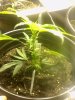 green crack 7-21(4).jpg