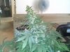 Jamaican Cola Harvest Day June 26, 09'.jpg