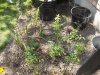 garden shot.jpg