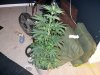 plant 006.jpg