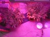 GC light damage Nov 12 2021.blurple.jpg
