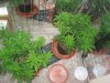 GC damaged leaves trimmed Nov 13 2021.jpg