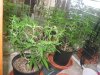 GC damaged leaves trimmed Nov 13 2021.view2.jpg