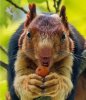 malabar-squirrel-mouth-open.jpg