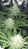 E22E08F3-3223-43EC-B752-57F11757BAD7.png