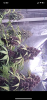 C9D06B1A-244F-45C2-95F9-97407692B8DF.png