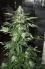 july09 057.jpg