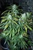 july09 064.jpg