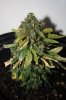 july09 008.jpg
