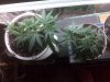 church supercrop 72209.jpg