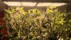 240W QB288V4 LED Grow Light Tomato Planting 2.jpg