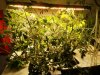 240W QB288V4 LED Grow Light Tomato Planting4.jpg