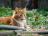 summer-cat-28.jpg