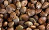 seeds.jpg