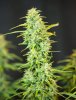 plant 2 small 1.jpg
