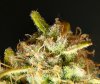 plant 4 small2.jpg