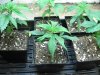 GrowRoom 008.jpg