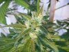 flower day 57 016.jpg