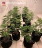grow-with-medic-grow-fold8-shomegreen-20211007.jpg