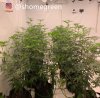 grow-with-medic-grow-fold8-shomegreen-20211019.jpg