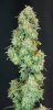 plant 4 large.jpg