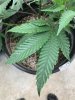 IMG_6043.jpeg