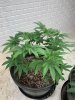 IMG_6041.jpeg