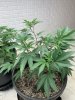IMG_6042.jpeg