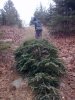 Christmas Tree 4.jpg