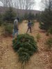 Christmas Tree 5.jpg
