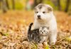 scottish-cat-alaskan-malamute-puppy-dog-together-autumn-park-77792409.jpg