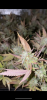 01CAE2F5-ED94-41EA-AEAD-67D82209EB06.png