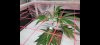 Screenshot_20211230-151854_Gallery.jpg