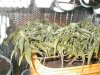 Third Week Flower- Hot Stuff 002.jpg