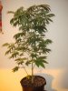 Skunk #1.JPG