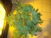 Skunk #1 (top).JPG
